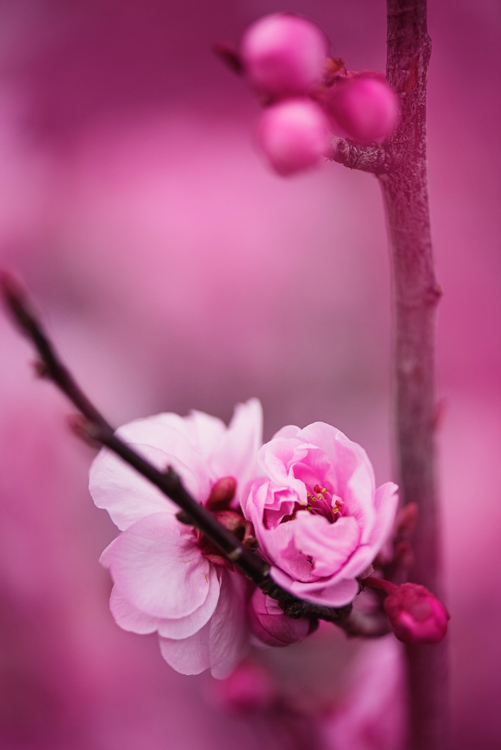 粉红色的花瓣花的特写摄影